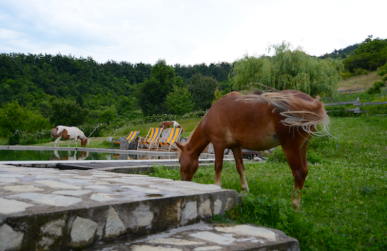 Natur und Idylle verbunden mit Tieren, einem Pool und Quads bietet Milomir Petrovic den Besuchern seiner Farm Kolibia.